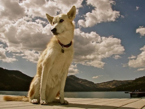 Dog on the Dock